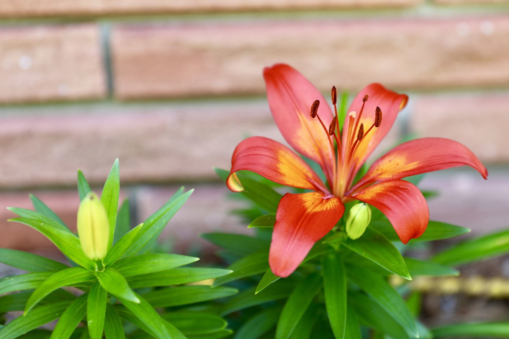 Amaryllis Bloom